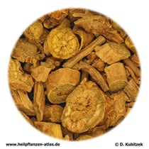 Baikal-Helmkraut-Wurzel (Scutellariae baicalensis radix). TCM-Name: Huangqin.