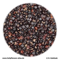 Orientalischer-Knöterich-Früchte (Polygoni-orientalis-fructus). TCM-Name: Shuihonghuazi.