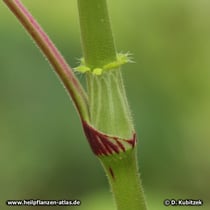 Orient-Knöterich (Polygonum orientale, Persicaria orientalis), Blattscheide