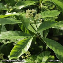 Die Blätter der Brechwurzel (Carapichea ipecacuanha) sind 7 bis 17 cm lang. Sie haben 5 bis 7 Blattnerven.