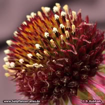 Der Blasse Sonnenhut (Echinacea pallida) hat weiße Pollen. Darin unterscheidet er sich vom Schmalblättrigen Sonnenhut, der gelbe Pollen hat.