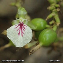 Kardamom (Malabar-Kardamome, Elettaria cardamomum)