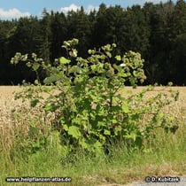 Große Klette (Arctium lappa), Wuchsform und Standort