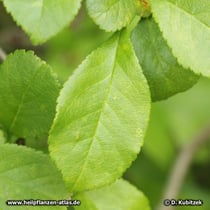 Chinesische Scheinquitte (Chaenomeles speciosa)