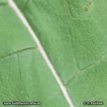 Große Klette (Arctium lappa), Blatt Oberseite