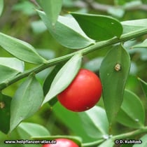 Mäusedorn (Ruscus aculeatus)