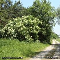 Holunder (Sambucus nigra), Wuchsform