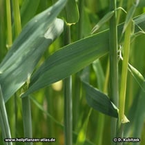 Hafer (Avena sativa), Blätter