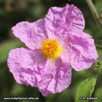 Zistrose (Kretische Zistrose, Cistus creticus)