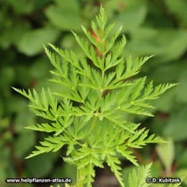 Szechuan-Liebstöckel (Ligusticum sinense "Chuanxiong"; synonym: Ligusticum chuanxiong), Blatt