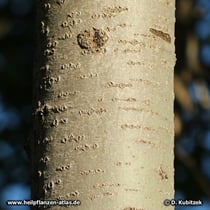 Zitter-Pappel (Populus tremula), Borke mit Lenticellen