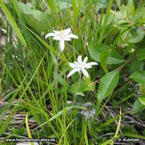 Alpen-Edelweiß (Leontopodium nivale subsp. alpinum)