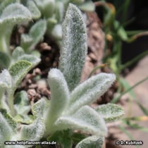 Kretischer Bergtee (Sideritis syriaca): Junge, dicht wollig behaarte Blätter.