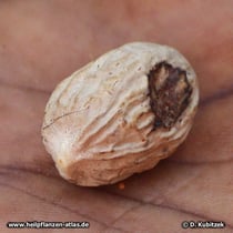 Die Muskatnuss, der Samenkern, ist in frischem Zustand außen hell. (Myristica fragrans)