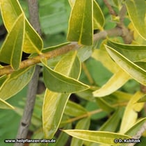 Weißer Quebracho (Aspidosperma quebracho-blanco)