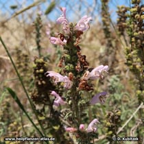 Dreilappiger Salbei (Salvia fruticosa)