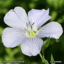 Lein (Saat-Lein, Linum usitatissimum)