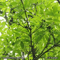 Amur-Korkbaum (Phellodendron amurense) Zweig mit Früchten