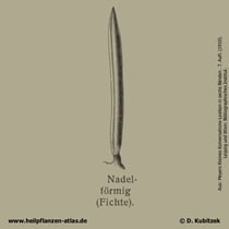 Nadel der Fichte