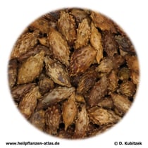 Xanthii fructus praeparata (Vorbehandelte Sibirische Spitzklettenfruechte). TCM-Name: Chaocang'erzi.