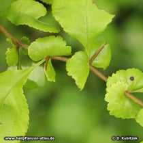 Chinesische Scheinquitte (Chaenomeles speciosa)