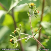 Siegesbeckie (Sigesbeckia orientalis), Blütenzweige