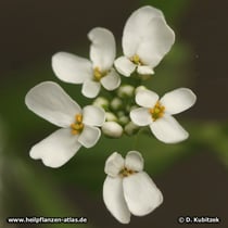 Bittere Schleifenblume (Iberis amara)