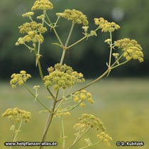 Liebstöckel (Levisticum officinale), Blüten- und Fruchtstand