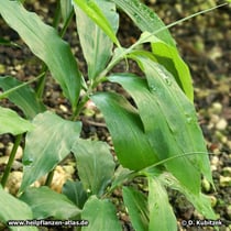 Ingwer (Zingiber officinale), Blatt