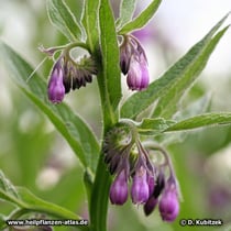 Beinwell (Gewoehnlicher Beinwell, Symphytum officinale)