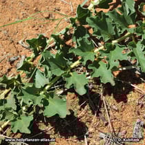 Zwei Triebe der Teufelskralle (Harpagophytum zeyheri) mit Blättern.