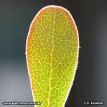 Echte Bärentraube (Arctostaphylos uva-ursi), Blatt