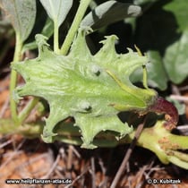 Die Frucht der Teufelskralle (Harpagophytum zeyheri).