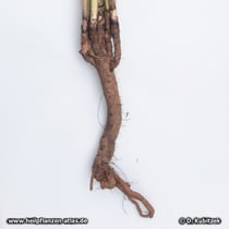 Blasser Sonnenhut (Echinacea pallida), Wurzel