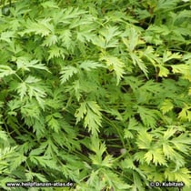 Chinesischer Liebstöckel (Ligusticum sinense)