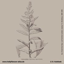Schmalblättriges Weidenröschen, Epilobium angustifolium, Historisches Bild