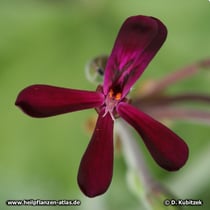 Pelargonie (Kapland-Pelargonium sidoides, Pelargonium reniforme)
