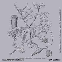 Schöllkraut, Chelidonium majus