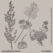 Wermut, Artemisa absinthium, Historisches Bild