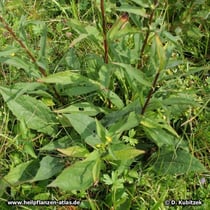 Echte Goldrute (Solidago virgaurea), Wuchsform
