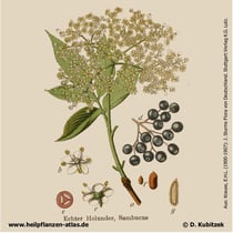 Holunder, Sambucus nigra, Historisches Bild