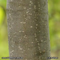 Stinkesche (Tetradium ruticarpium), Borke an einem jüngeren Baum