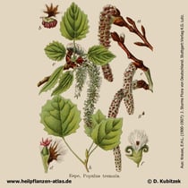 Zitter-Pappel (Populus tremula), historische Grafik 2