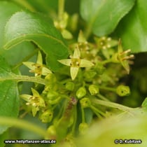Purgier-Kreuzdorn (Rhamnus catharticus), Blüten und Blütenknospen