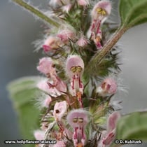 Echtes Herzgespann (Leonurus cardiaca), Blüten