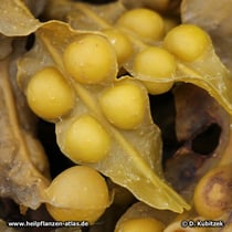 Tang (Fucus vesiculosus, Fucus serratus, Ascophyllum nodosum)