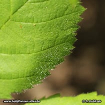 Brombeere (Rubus fruticosus), Blatt Oberseite