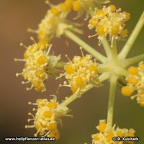 Liebstöckel (Levisticum officinale), Büten