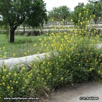 Weißer Senf (Sinapis alba), Standort, hier verwildert am Wegrand auf Mallorca