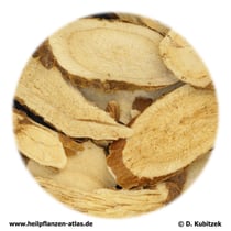 Schnurbaumwurzel (Sophorae flavescentis radix:; TCM: Kushen)